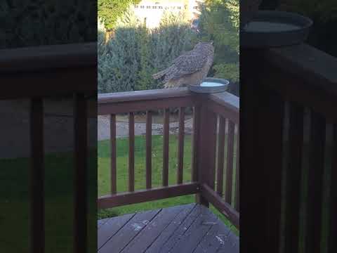 3rd YouTube video about are squirrels afraid of owls