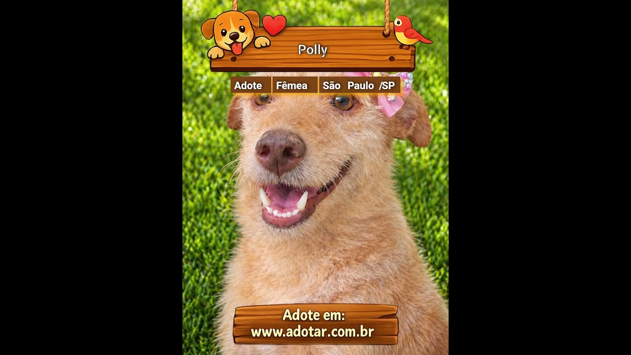 Cachorro raça SRD-ViraLata idade 2 anos nome Polly