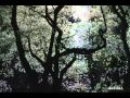 Coco Montoya.- You Don't Love Me