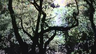 Coco Montoya.- You Don't Love Me