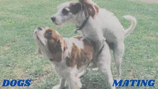 dogs mating hard  (What you need to know )