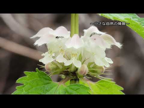 白いオドリコソウ 植物