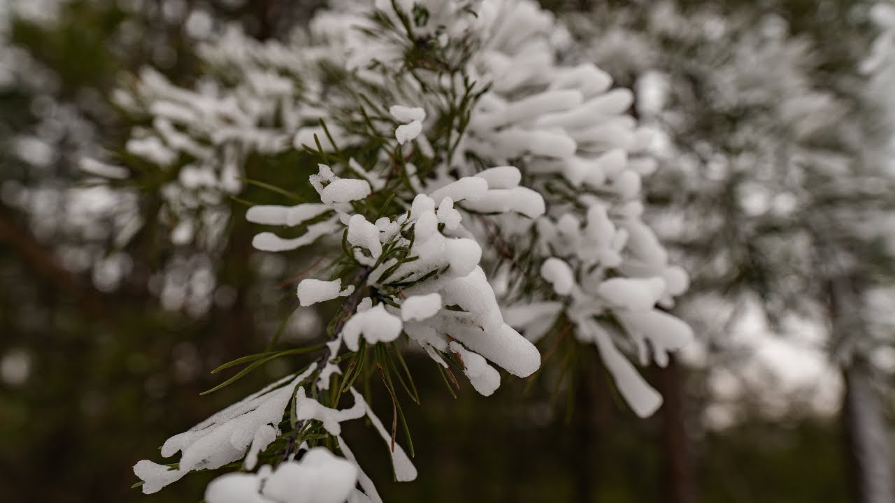 SnowBnB — click to play