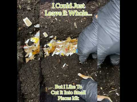 Worm Farm-Day35-Feeding Vermicomposting