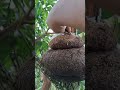 Harvest Super Jumbo Mango Milk Graft