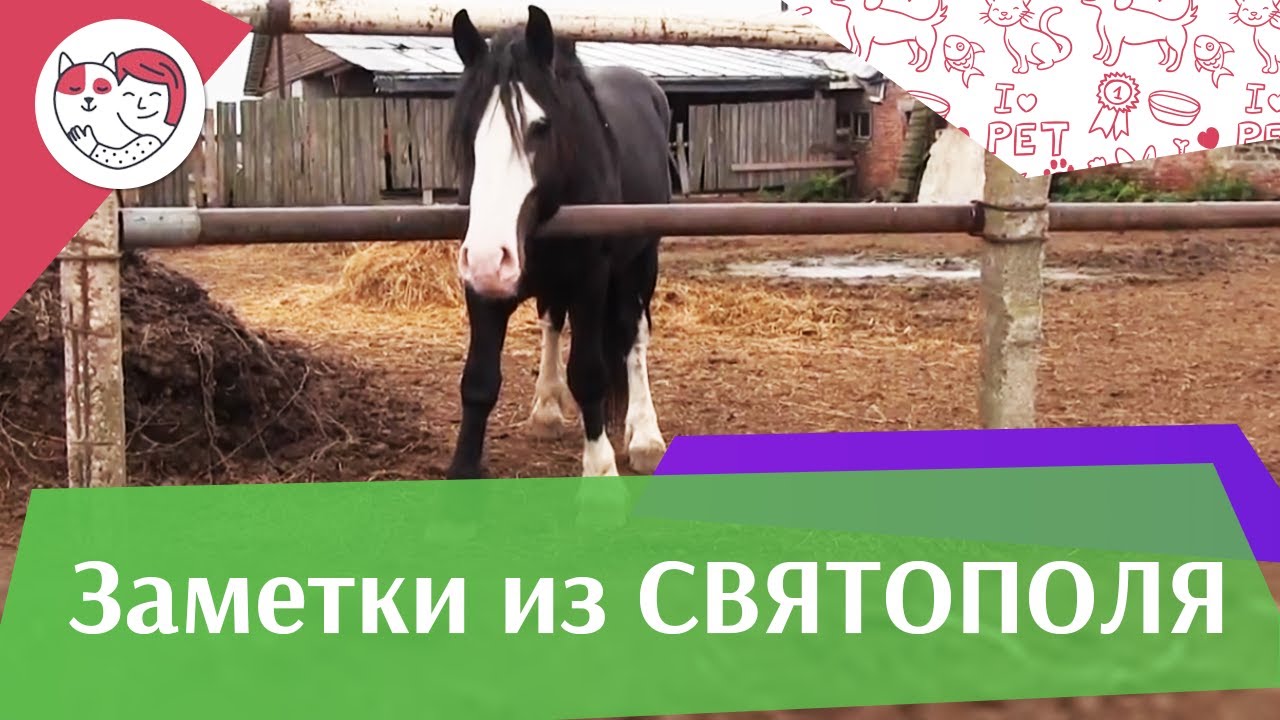 ЗАМЕТКИ ИЗ СВЯТОПОЛЯ выпуск 4 Конь породы шайр ilikepet