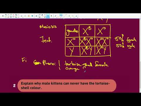 Life Sciences Exam Preparation: Working with Sex-linked Characteristics - Q 18/32