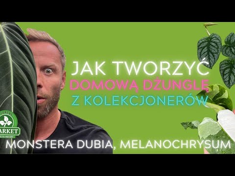 , title : 'ZOBACZ DOMOWĄ DŻUNGLĘ 🌴 Jak ją tworzyć samemu?'