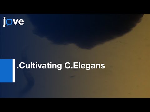 Cultivation: Caenorhabditis elegans In Three Dimensions In Lab-Preview