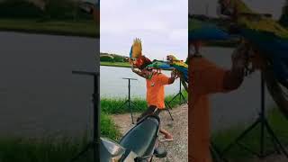 Download lagu Burung Macaw lepas Balik lagi mp3