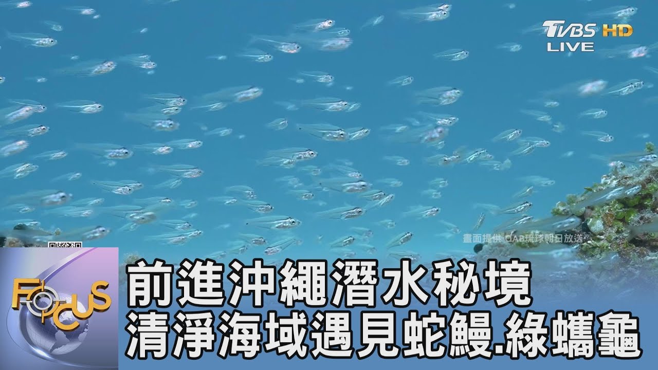 前進沖繩潛水秘境 清淨海域遇見蛇鰻.綠蠵龜