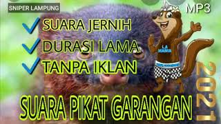 Download lagu SUARA PIKAT GARANGAN SANGAT JERNIH DURASI PANJANG DAN SANGAT AMPUH TERBARU mp3 Download lagu SUARA PIKAT GARANGAN SANGAT JERNIH DURASI PANJANG DAN SANGAT AMPUH TERBARU mp3