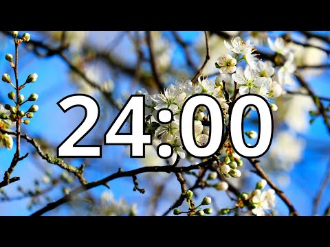 24 Minutes Timer with Relaxing Music | Cherry Blossom Timer