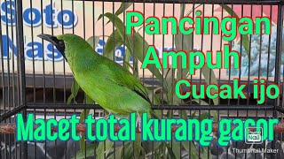 Download lagu pancingan ampuh untuk cucak ijo macet total atau gak bunyi sama sekali. mp3