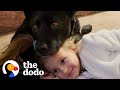 Dog Is Obsessed With Watching TV With His Human Sister | The Dodo