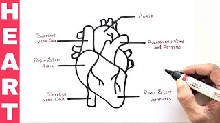 How to draw HUMAN HEART in easy way | Heart Diagram | Yokidz Channel | YoKidz Drawing