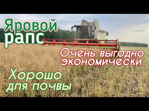 Особенности выращивания и уборки ярового рапса на полях Августа в Казахстане