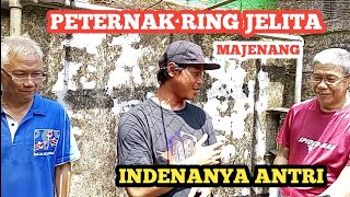 Download lagu RIVIEW TERNAKAN RING JELITA MAJENANG. mp3
