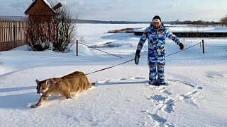 Месси заставил нас идти гулять и мы провалились в снег!