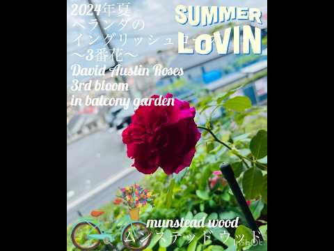 イングリッシュローズ「ムンステッドウッド」 植物