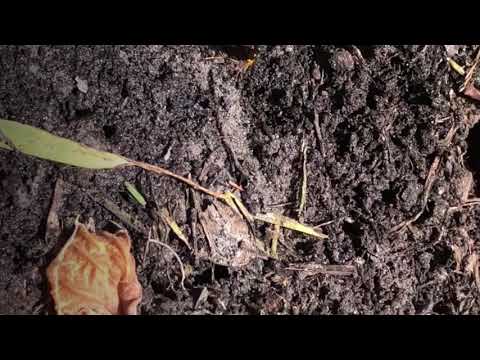Mud Daubers Playing in the Mud in Mantoloking, NJ
