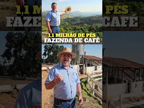 FAZENDA DE CAFÉ 394 HA EM CACONDE/SP – 1,1 MILHÃO DE PÉS | R$ 52 MI | (19) 99762-6951