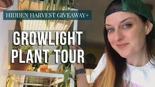 Houseplant Tour: Grow Light Lovers | Hidden Harvest Giveaway!