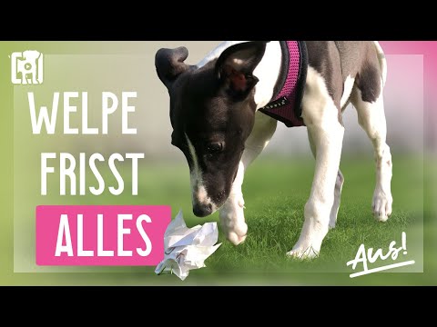 Puppy eats everything when walking - 4 simple measures!