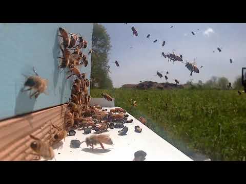 Do Honey Bees Abscond Because of Chalk Brood?