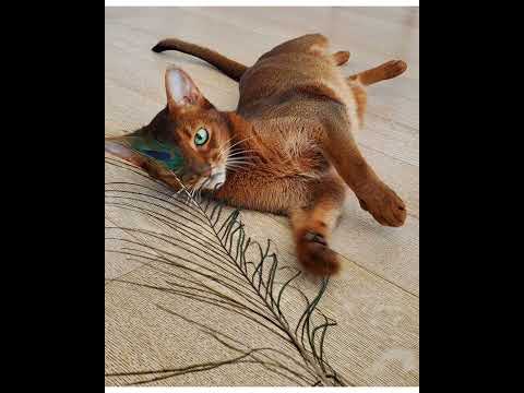 Crystal the Pet Nanny. LLC video.