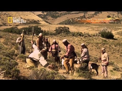 And Man Created dog  - National Geographic Documentary