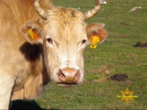 Mucche Al Pascolo - Cows Grazing On The Mountains