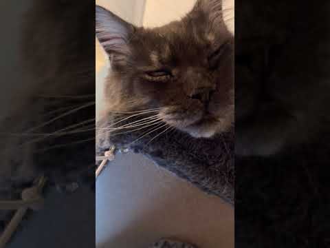 Cat purring and snoring while sleeping....