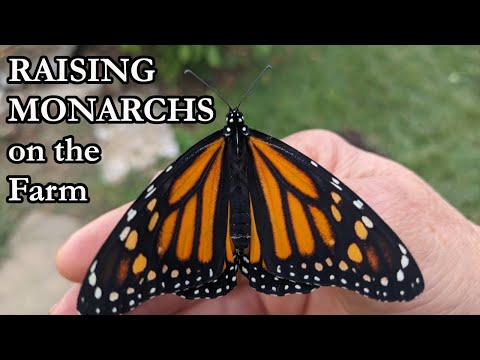 From Egg to Butterfly: Raising Monarchs on the Farm