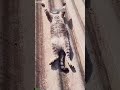 Cute Cats New Funny Cats 2024 Episode 3729