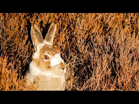 洗練された山うさぎと遊び心のあるラッコ！｜かわいいの科学｜BBC Earth| かわいいの科学｜BBC Earth (Sophisticated Mountain Hares and Playful Otters! | The Science Of Cute | BBC Earth)