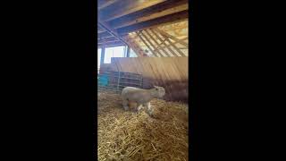 Lot 7 Video