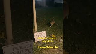 Dilated Peoples - NightLife Please Subscribe