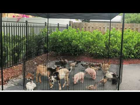 Rockers - Petting Zoo (instrumental)