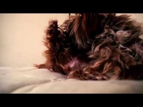 Furball (dog short film)