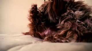 Furball (dog short film)