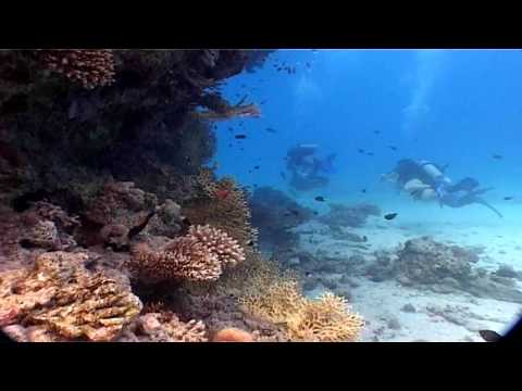 El Aruk reef diving