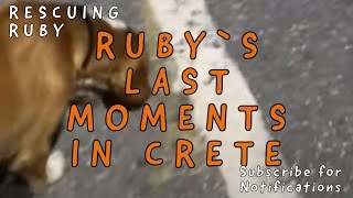 Rubys last moments in Crete | Sofia (supermama) from Takis Shelter