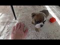 English Bulldog dogs for sale: Amber - Video 1