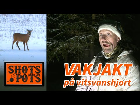 FYRA VITSVANSHJORTAR PÅ EN KVÄLL