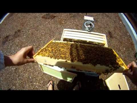 Beehive Check 6/18/11