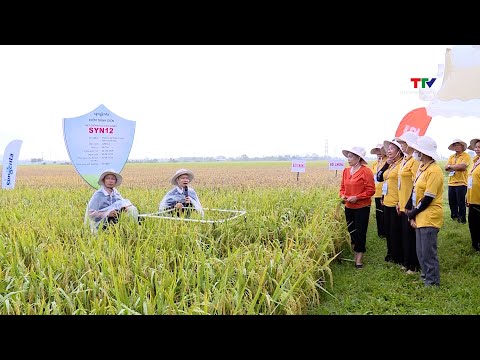 Field workshop on Syn 12 3-line hybrid rice variety for the 2025 crop season