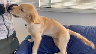 Bisuke, the first day of tutoring!First meeting with the teacher! 【Golden retriever puppy】