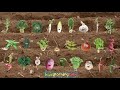 The Vegetable Song - KidsLearningTube