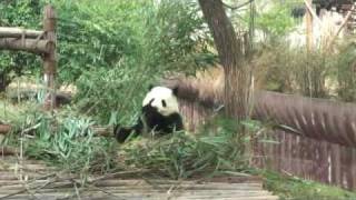 preview picture of video 'Giant Panda Bear Breeding Centre in Chengdu 2011'